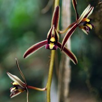 Cymbidium bicolor Lindl.